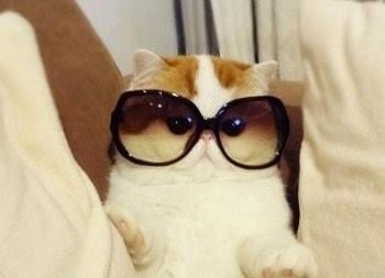 chat à lunettes4