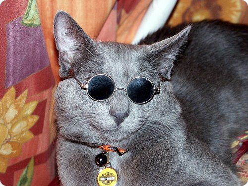 les chats à lunettes