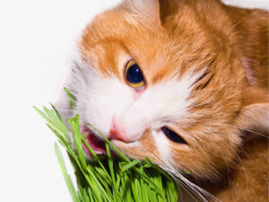chat-herbe