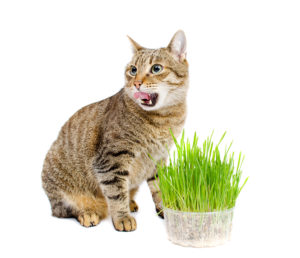 The pet cat eating fresh grass, on a white background.
