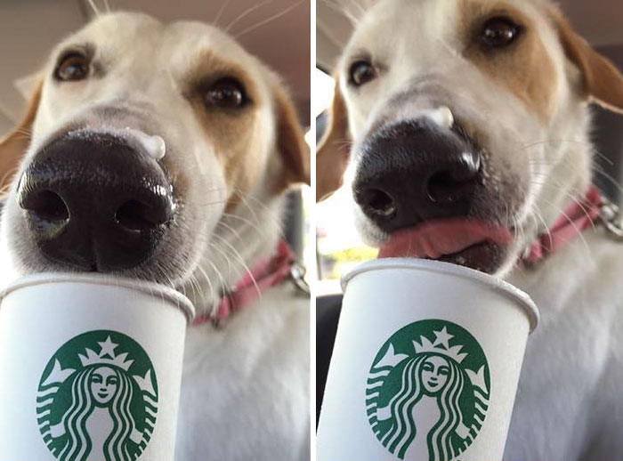 shelter-takes-dogs-puppuccinos-starbucks-16