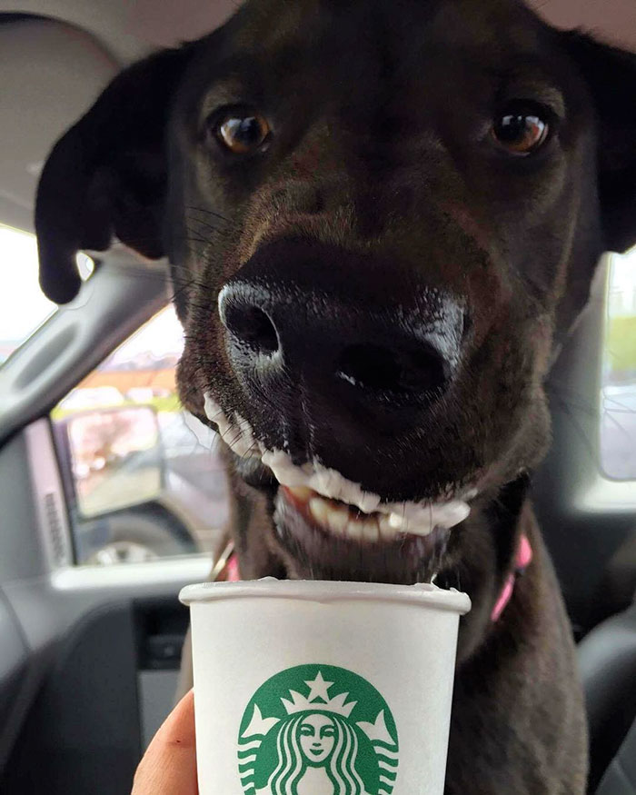 shelter-takes-dogs-puppuccinos-starbucks-19