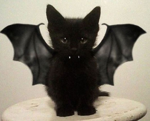 bat-cat-halloween-costume
