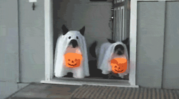 halloween-dog-costumes-129-57fdf6cbcd2cc__605