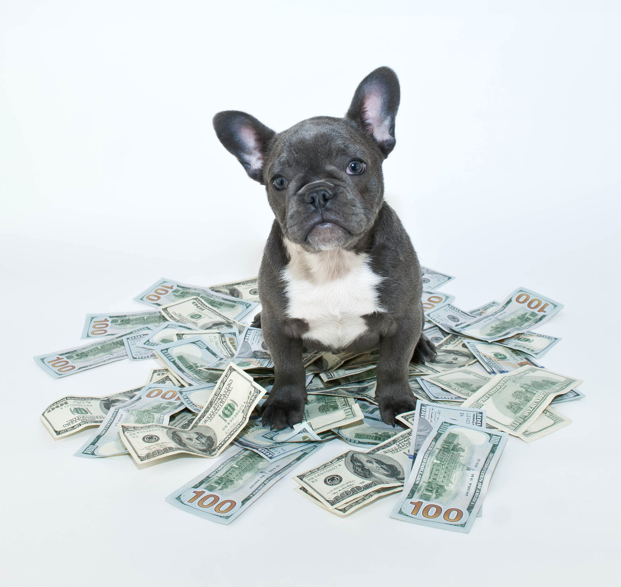 French bulldog puppy sitting in the middle of a pile of hundred dollar bills.