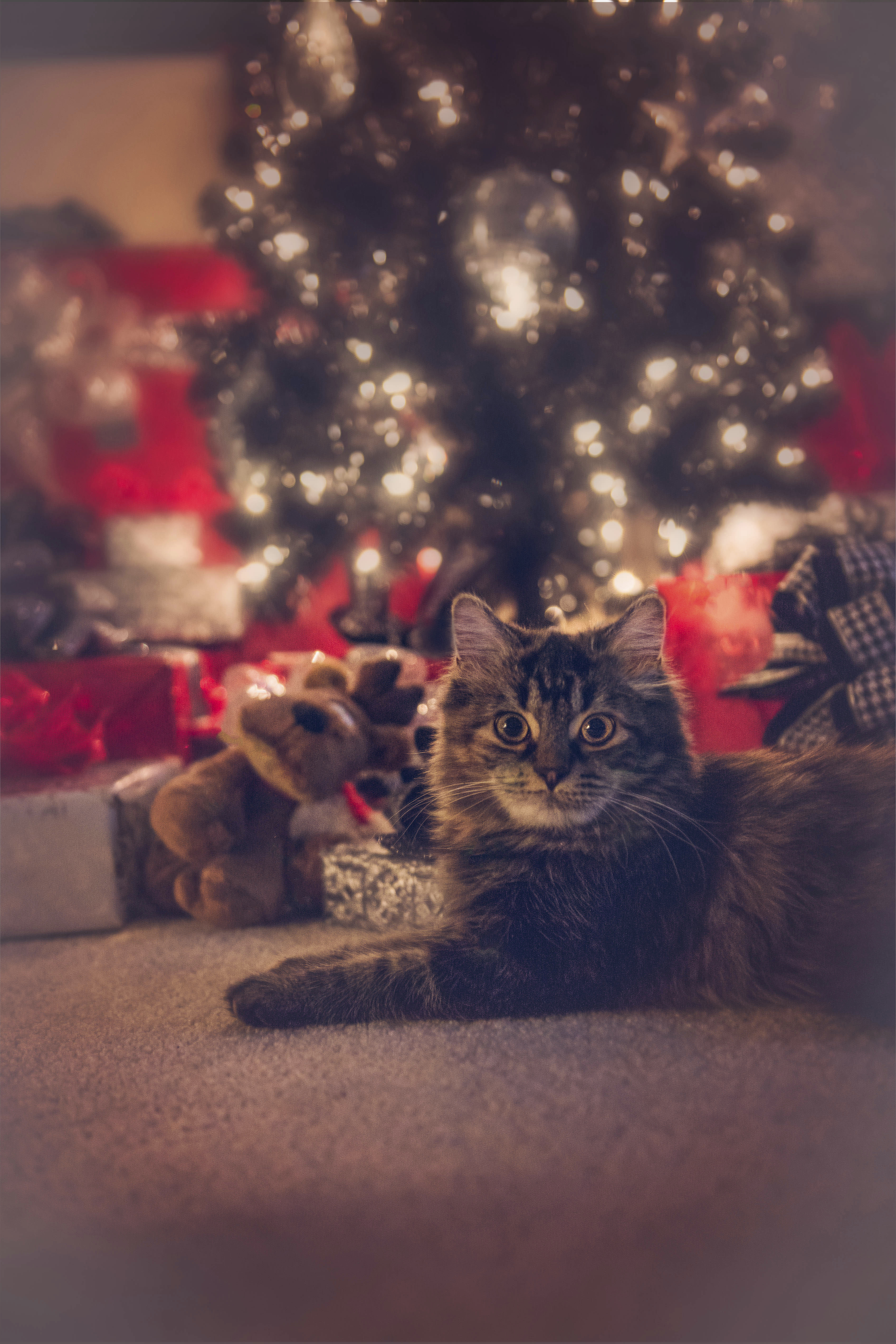 Cat in Front of Christmas Tree