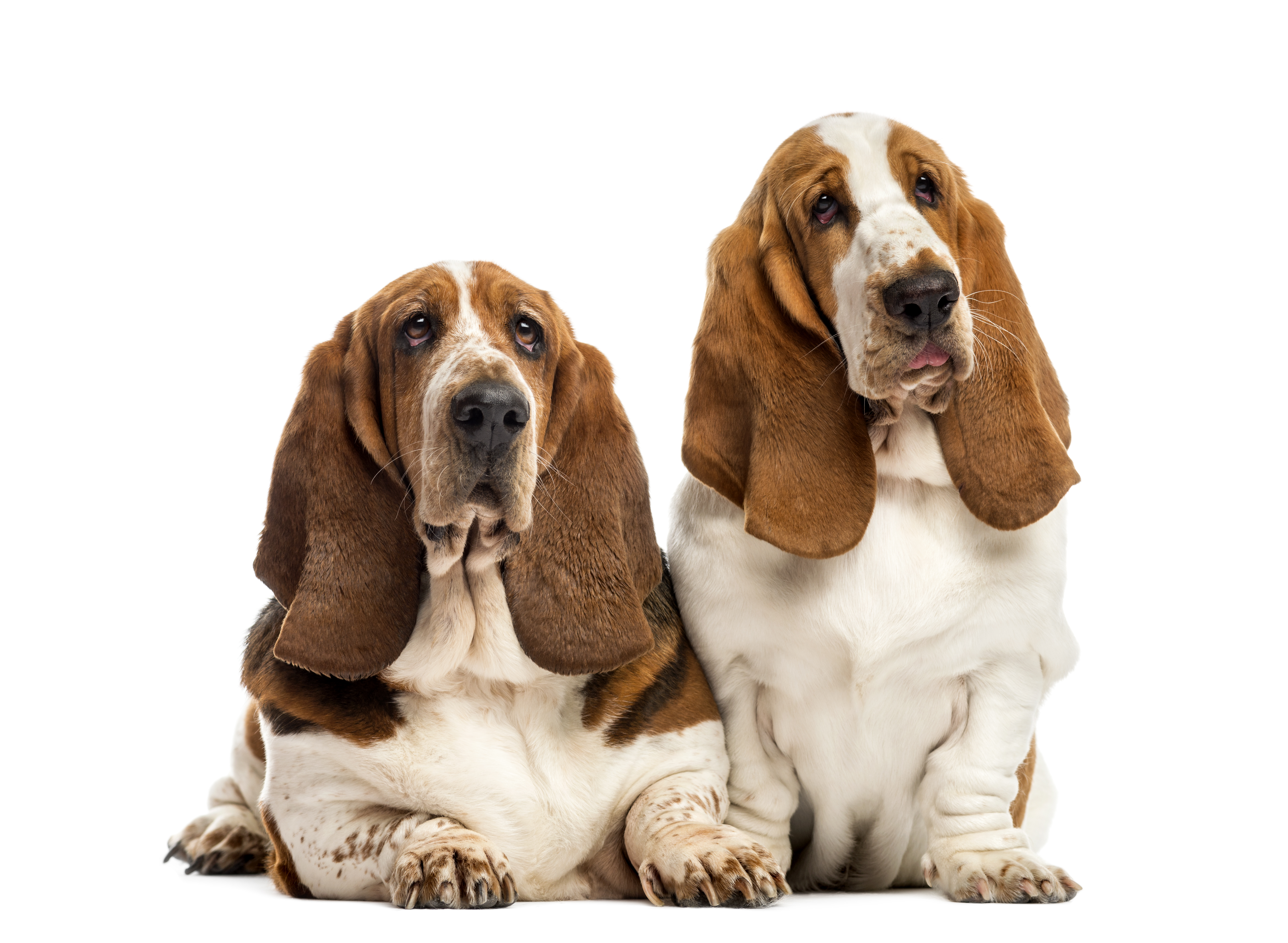 Two Basset Hounds in front of a white background