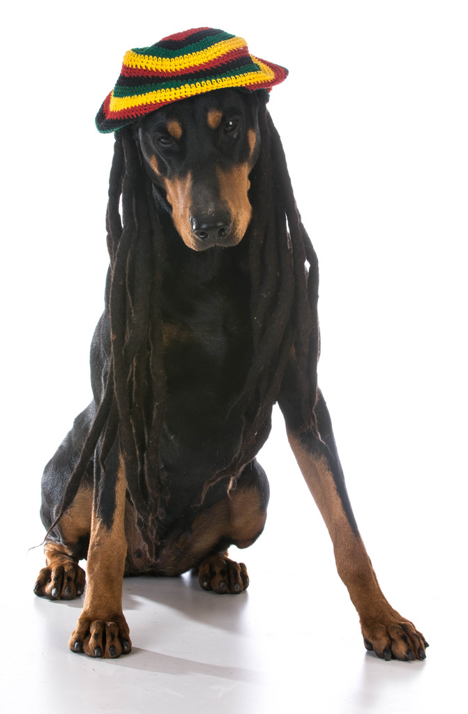 dog in costume - doberman dressed with dreadlocks on white background