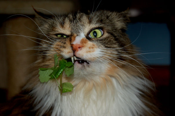 Top 7 des chats qui ont trop respiré de la catnip - L'Animal Blog