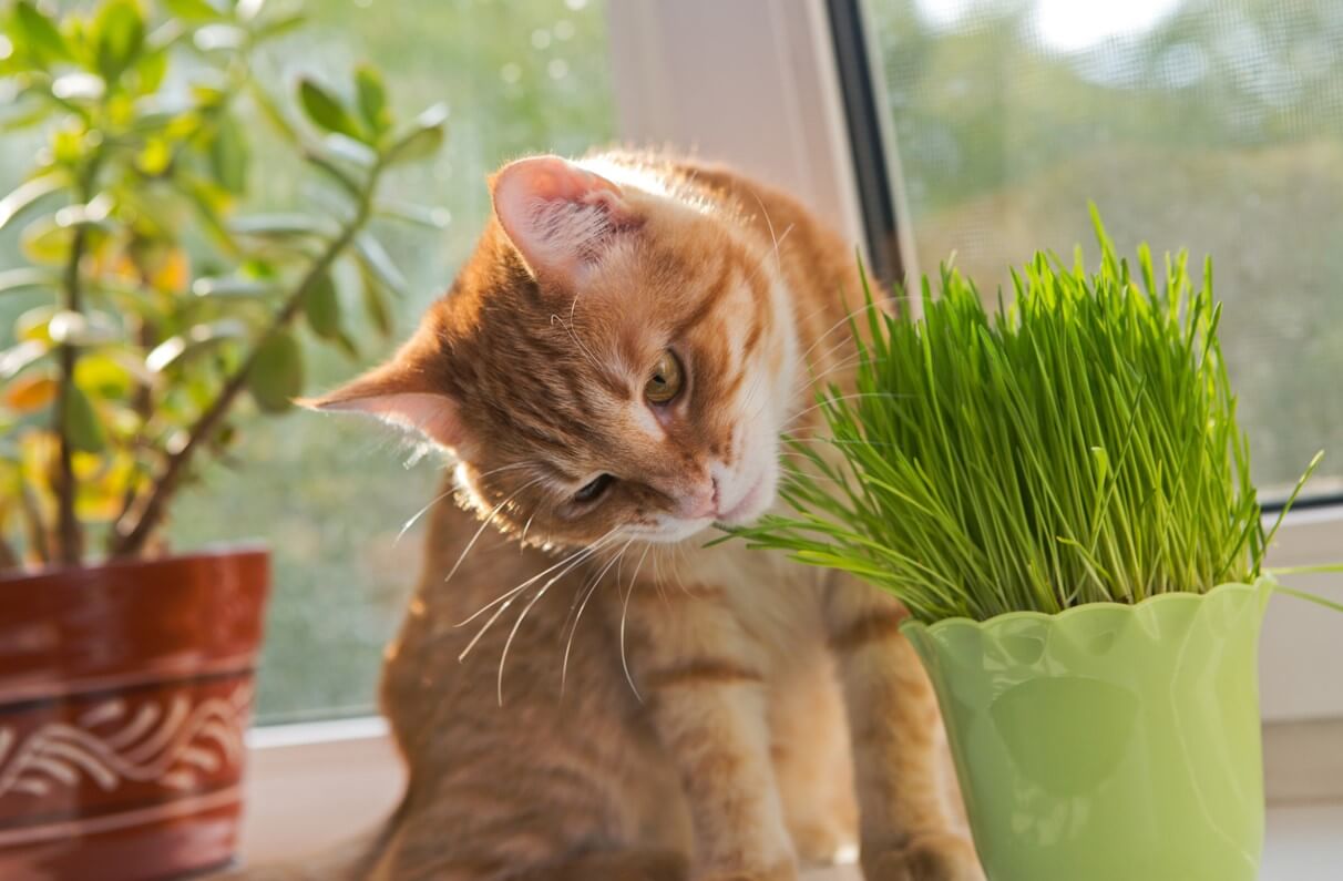 L'herbe à chat : caractéristiques et utilités pour nos boules de poils -  L'Animal Blog par Woufbox & Miaoubox