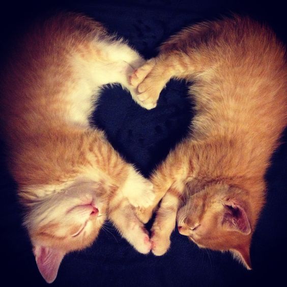 Top 7 des chats qui forment un cœur en se faisant un câlin ...