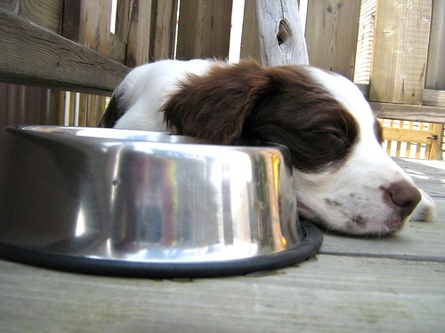 Idée reçue n°1 : Mon chien doit-il manger après moi?