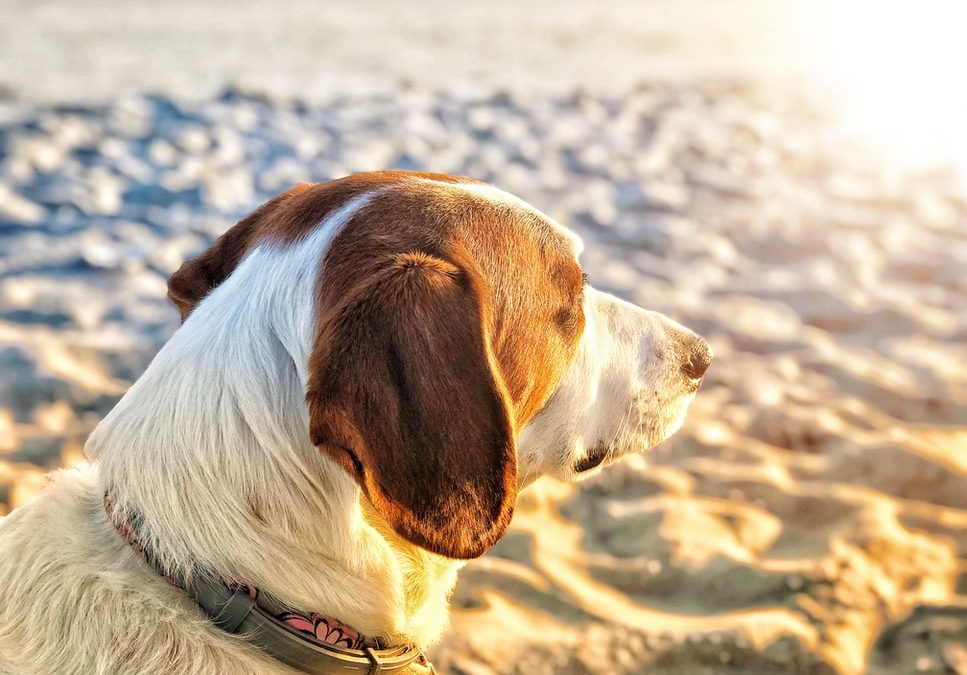 Alerte canicule : comment garder mon chien hydraté pendant les périodes de fortes chaleurs ?