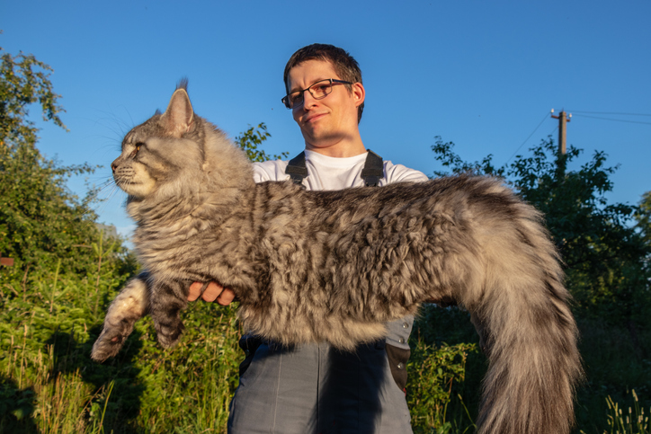 Pourquoi les chats sont devenus plus grands au fil des années au Danemark ?