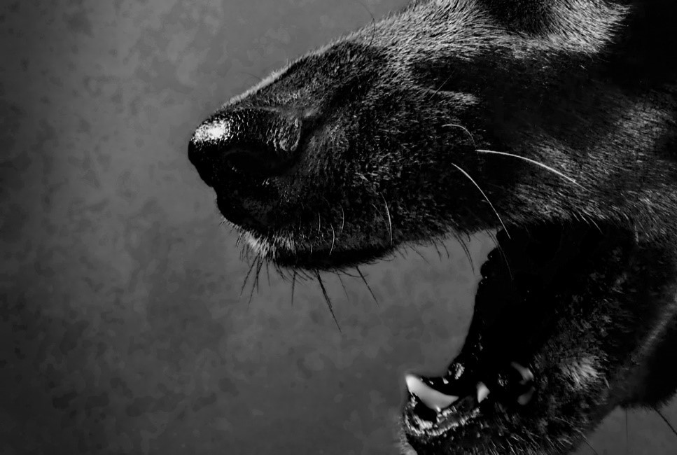 Devil Dogs: The Mysterious Black Dogs of England - Modern Farmer