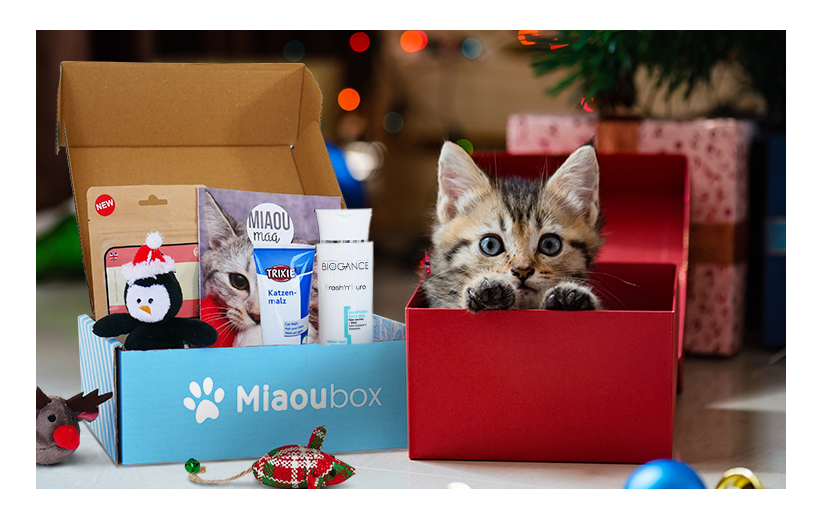Noël : le cadeau idéal pour votre chat - Bricofamily