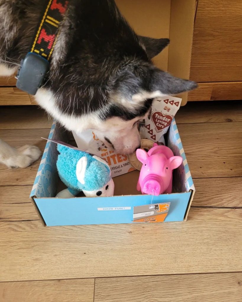 unboxing woufbox aout chien 2 