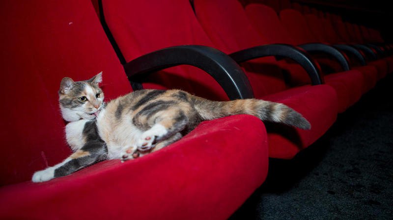 Les chats au cinéma : ils envahissent le grand écran !