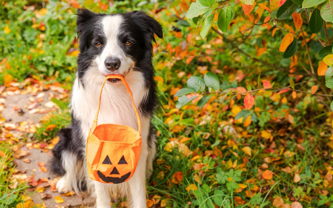 Comment fabriquer des friandises pour chien pour Halloween