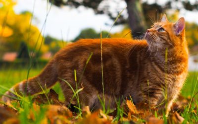 Les chats roux mis à l’honneur ! 5 choses que vous allez adorer découvrir sur eux !