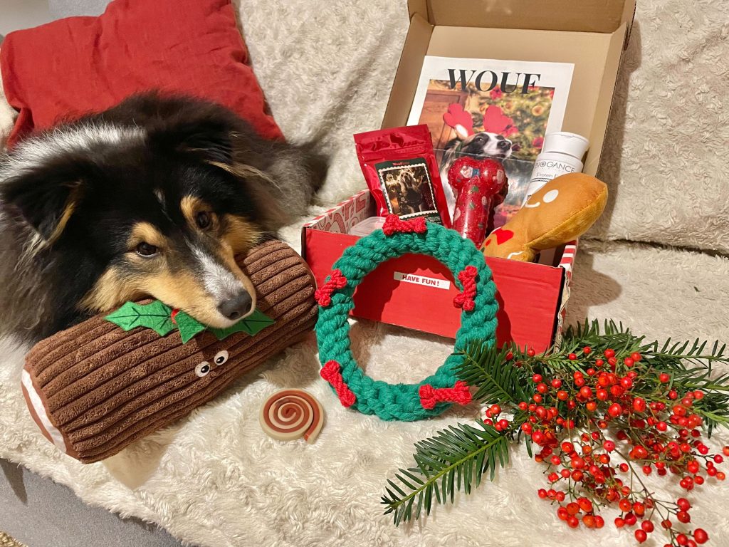 Berger des Shetland sur un canapé avec la woufbox collector de Noël. La woufbox est un carton aux couleurs et motifs de Noël. Le carton est ouvert et comporte de nombreux jouets et friandises pour chiens. Des décorations de Noël sont dispersées tout autour de la box.
