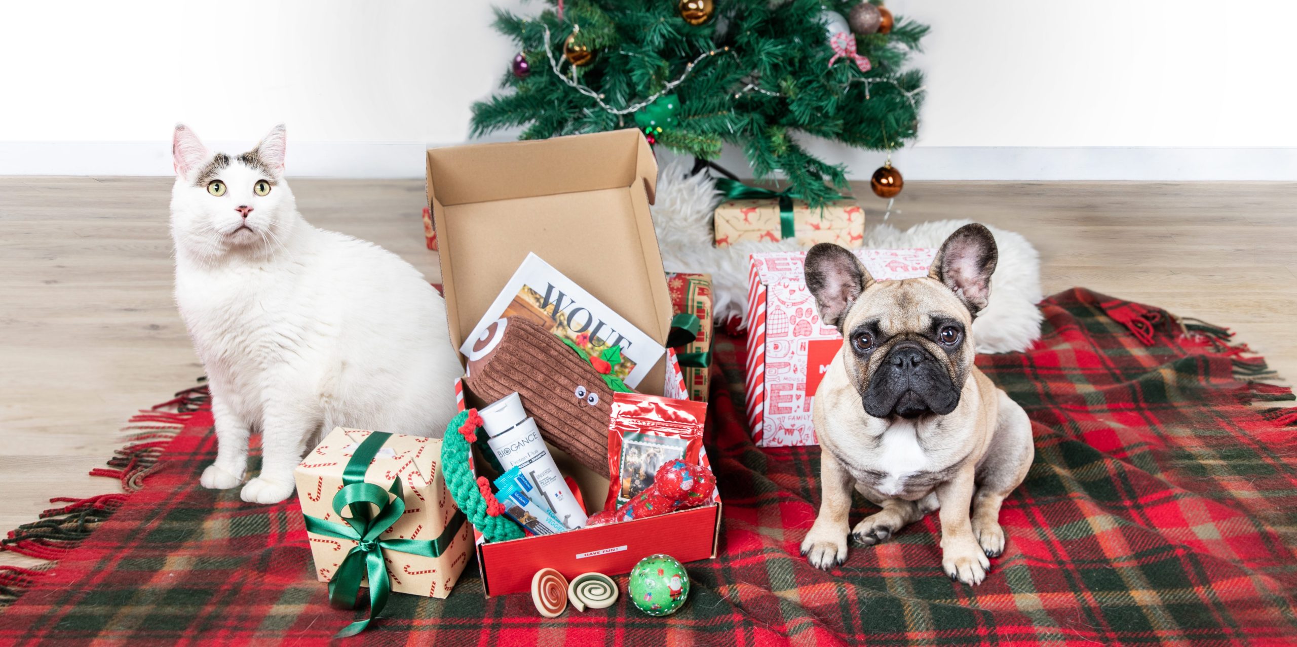 Un chat et chien sous le sapin de Noël avec leur Woufbox et Miaoubox