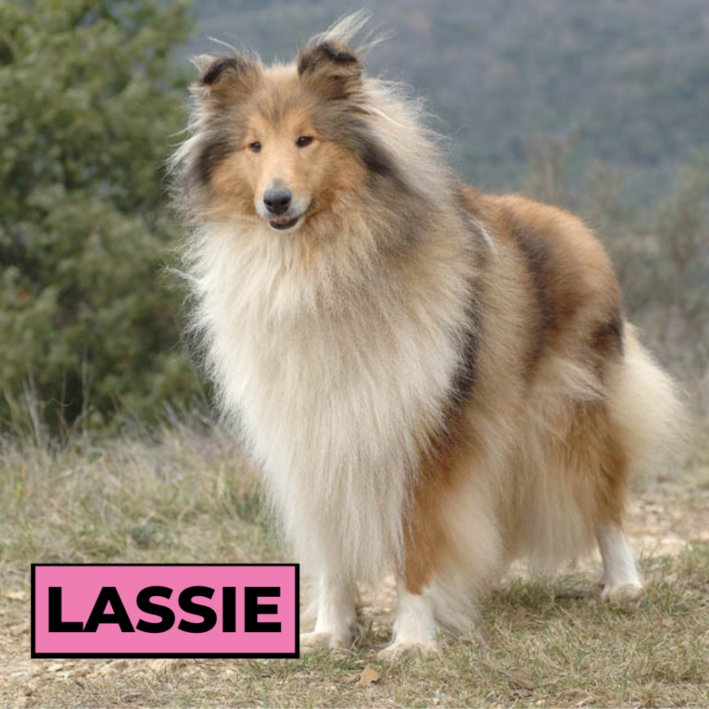 Lassie, le colley de Joe Carraclough