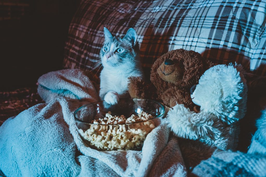 Un chat regarde un film sur le canapé, c'est la nuit et ol n'y a pas beaucoup de lumière, on voit seulement la lumière de la télévision se réverbérer sur le chat. Il est dans une couverture avec un saladier de Pop corn et une peluche ours avec lui.