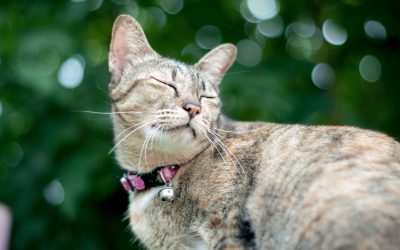 4 signes qui montrent que votre chat est heureux