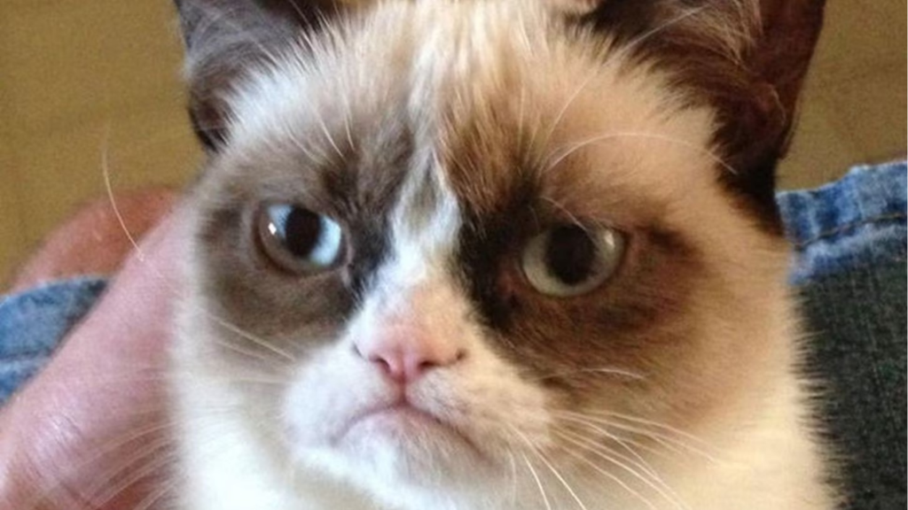 Photo de Grumpy Cat, le chat à la moue triste