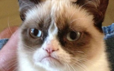 5 signes que votre chat n’est pas heureux