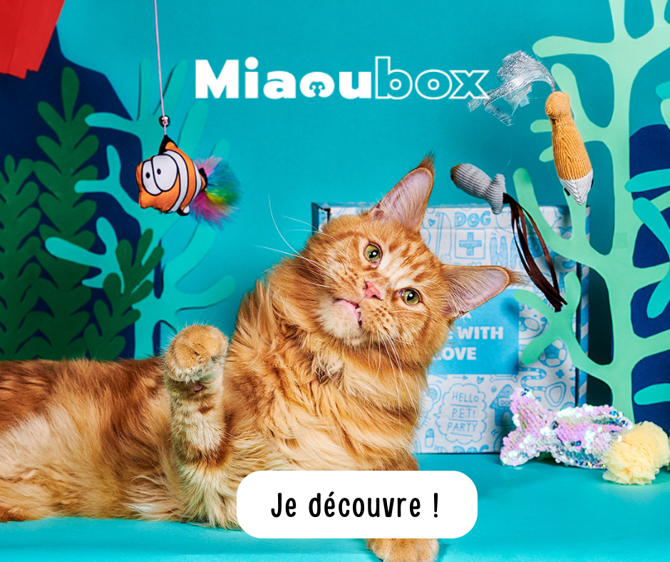 Bannière publicitaire pour Miaoubox, la box cadeau des chats heureux !