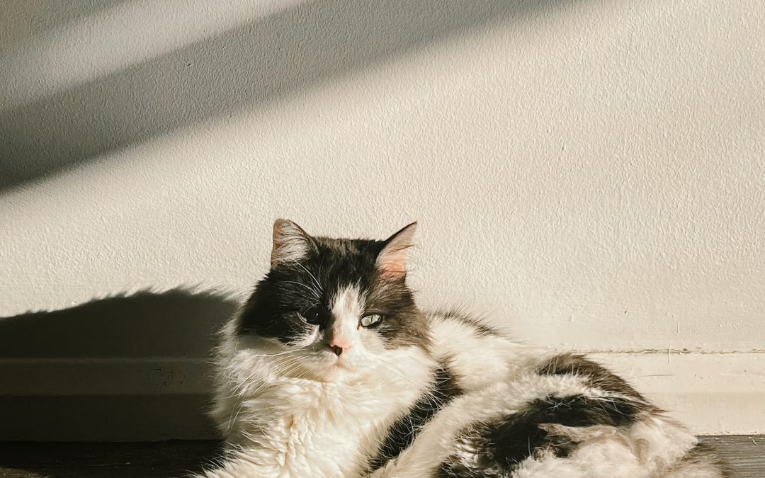 Chat noir et blanc à poils longs allongé avec des rayons de soleil qui l'illuminent