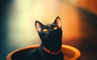 Chats noirs : mythes et légendes