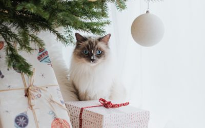 Noël pour les chats ? C’est pas un cadeau!